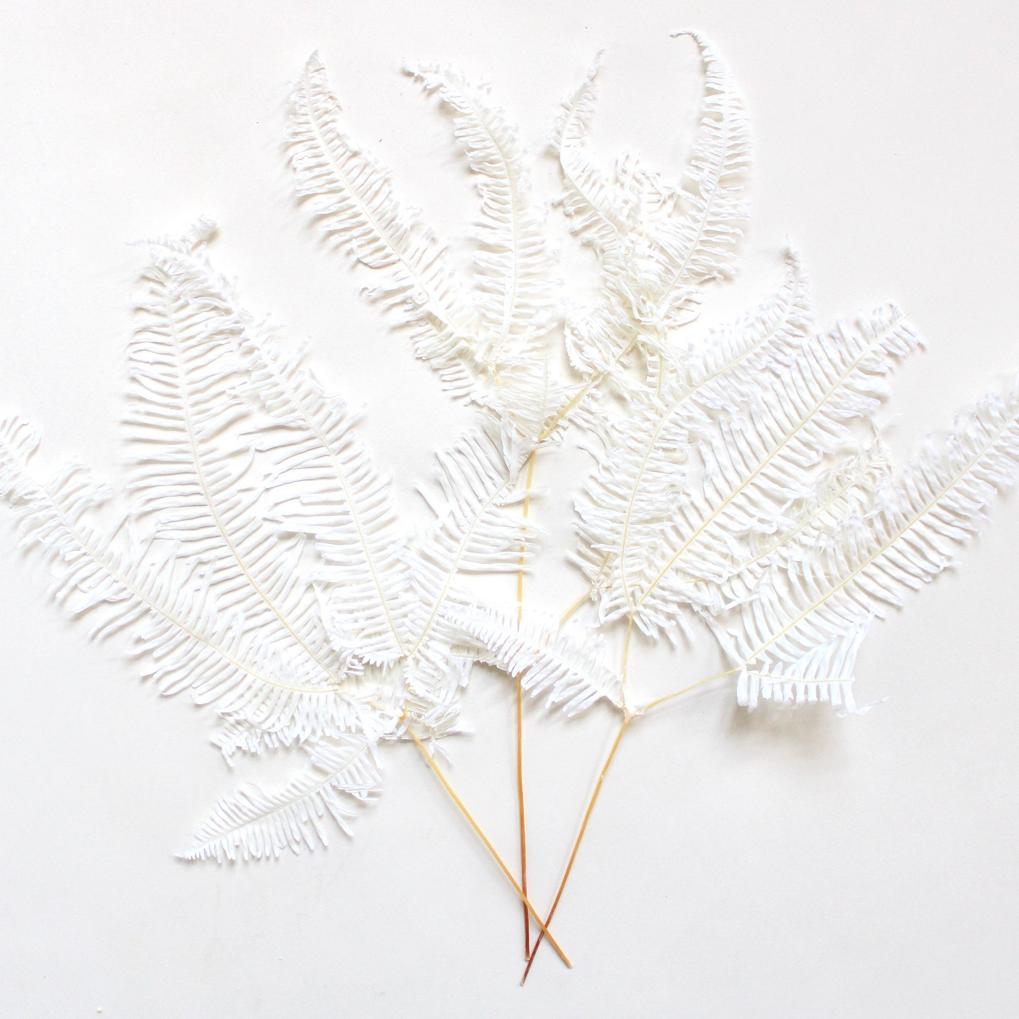 Roxanne's Dried Flowers - Wholesale Dried/Pressed Flowers - Fern - Preserved Mountain0