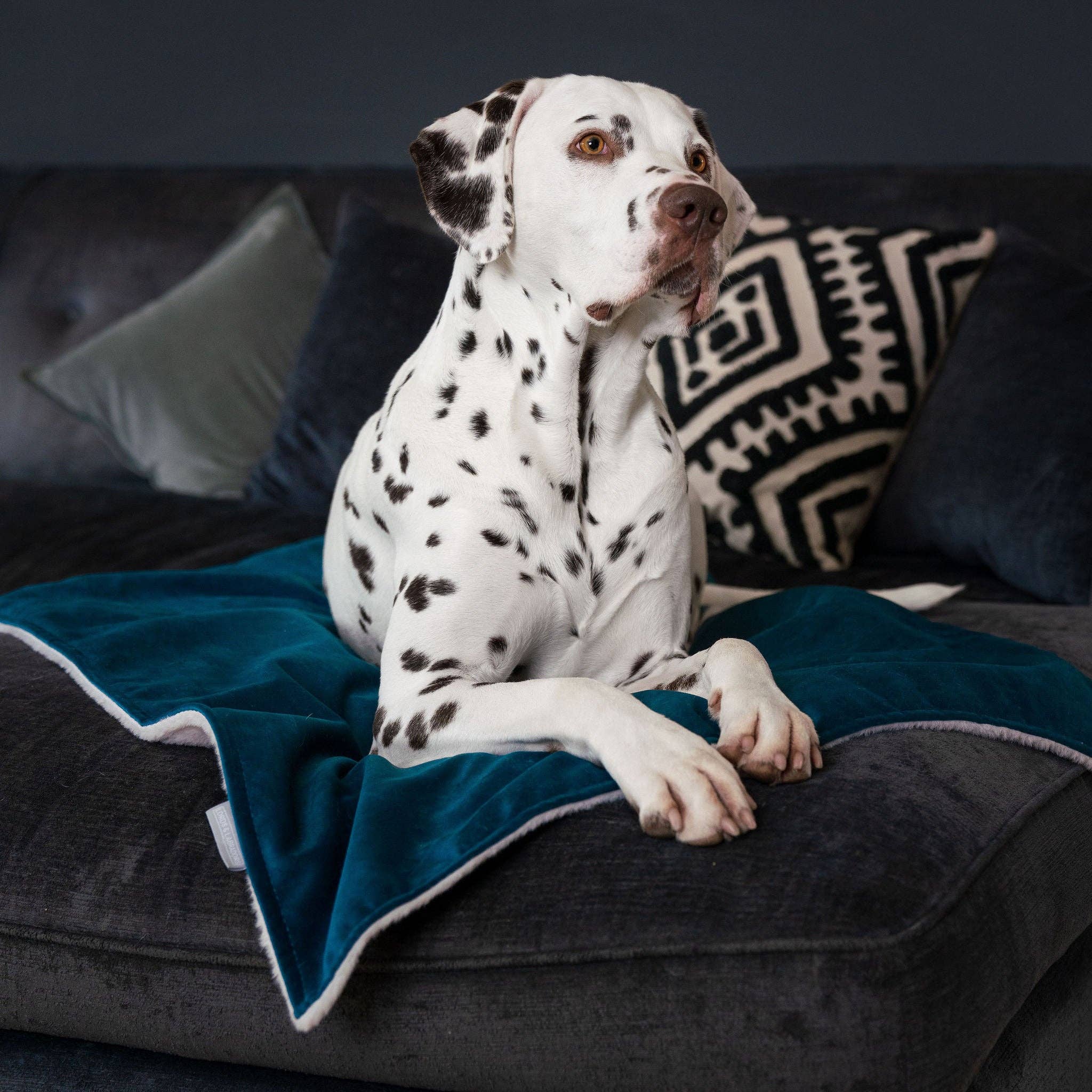 Terciopelo marino Manta de terciopelo marino para perros y cachorros de venta al por mayor en Faire1