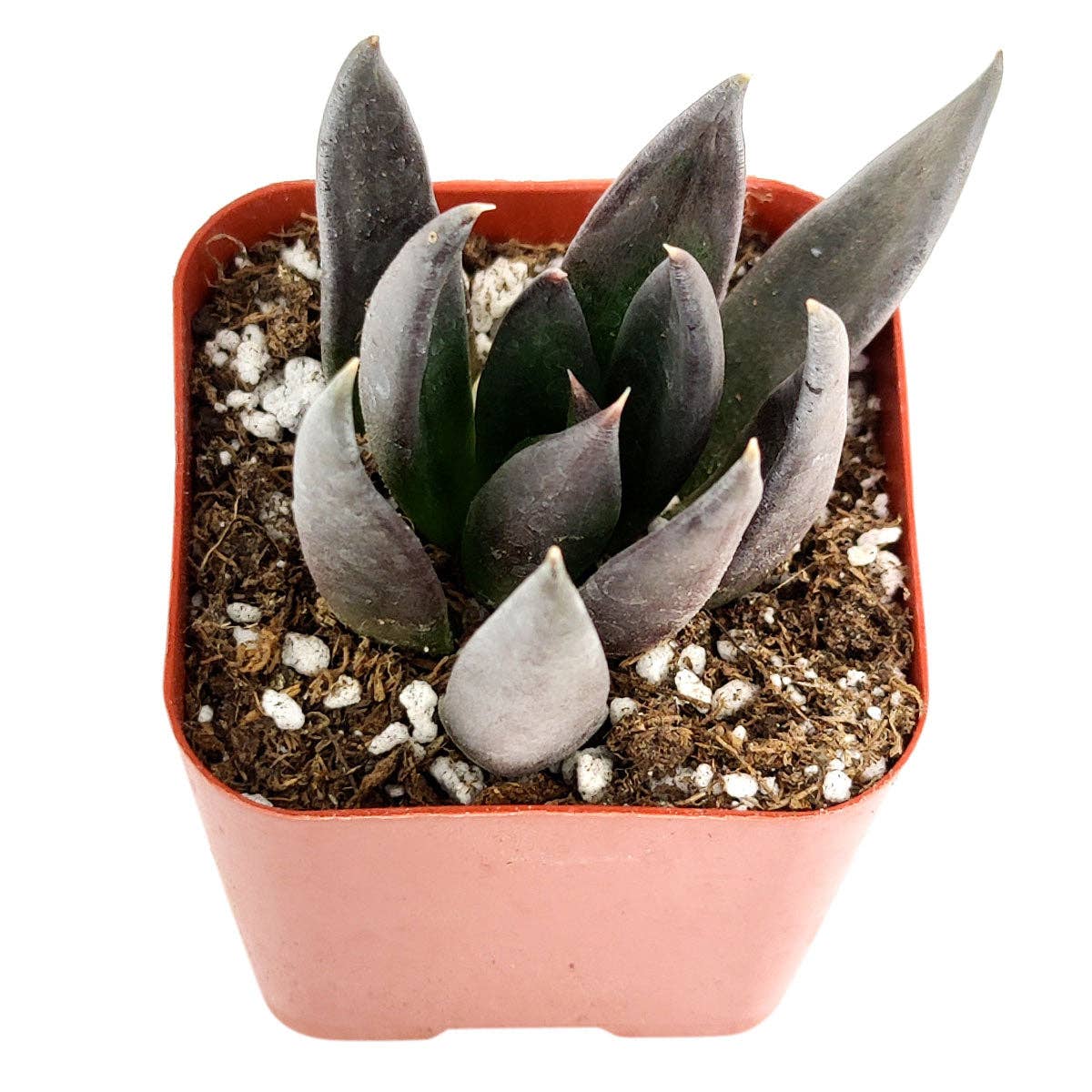 Best Plant Friend - Wholesale Succulent - Echeveria Black Knight, New Black 2/4" Plastic Pot5