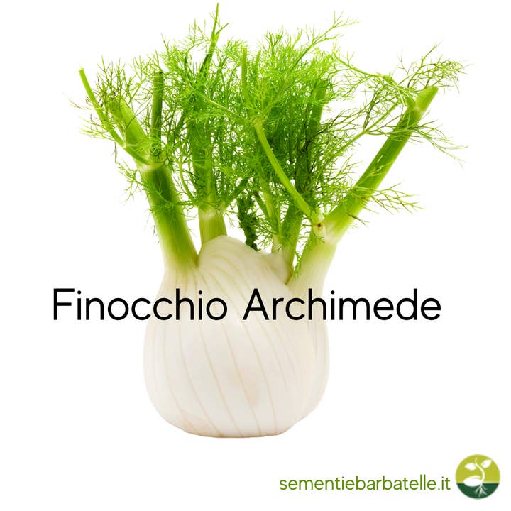 Sementi & Barbatelle - Wholesale Plant Seeds - Archimedes Fennel
