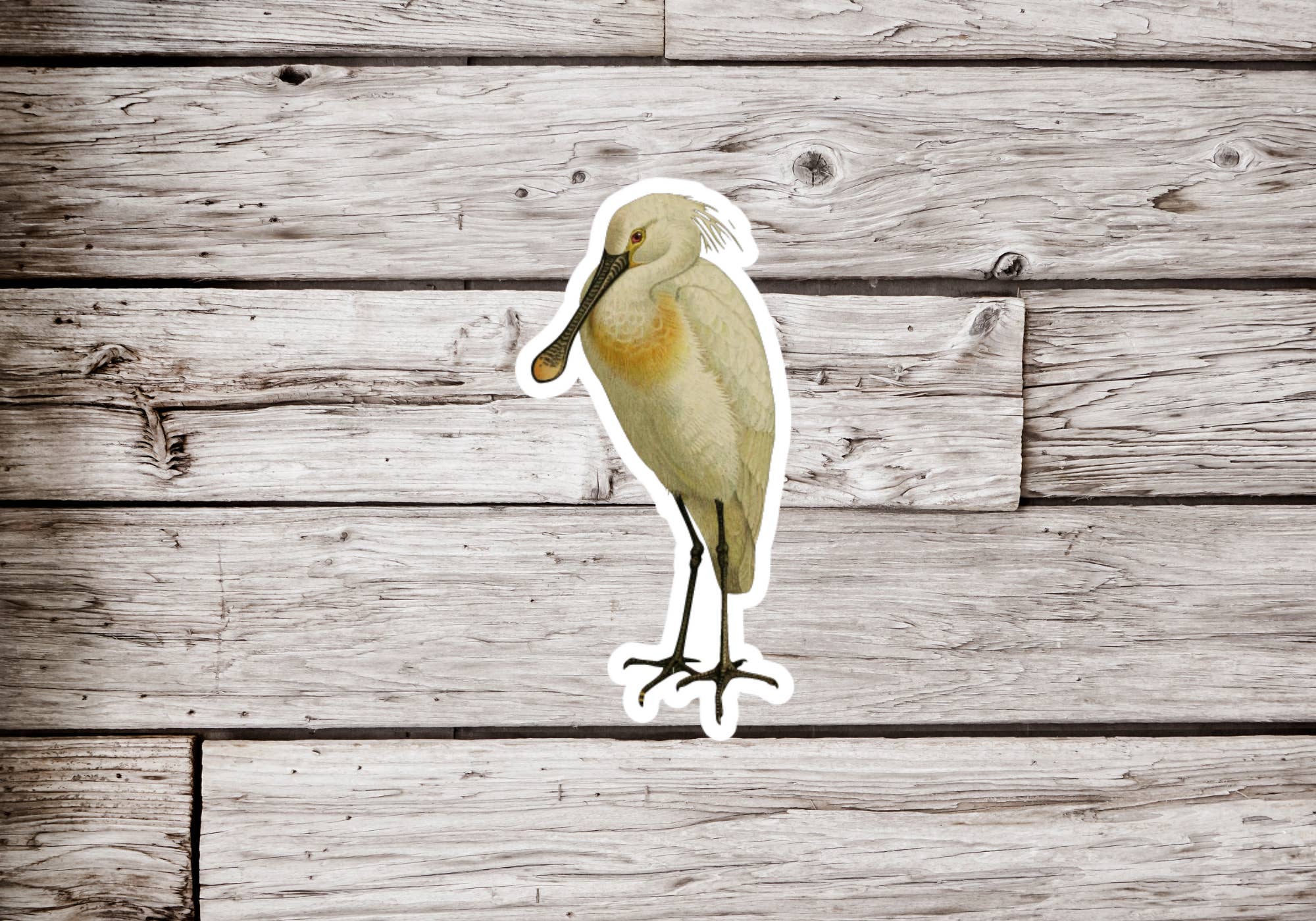 NatureCuts - Wholesale Sticker - Spoonbill Sticker, Bird Sticker, Ornithology Sticker