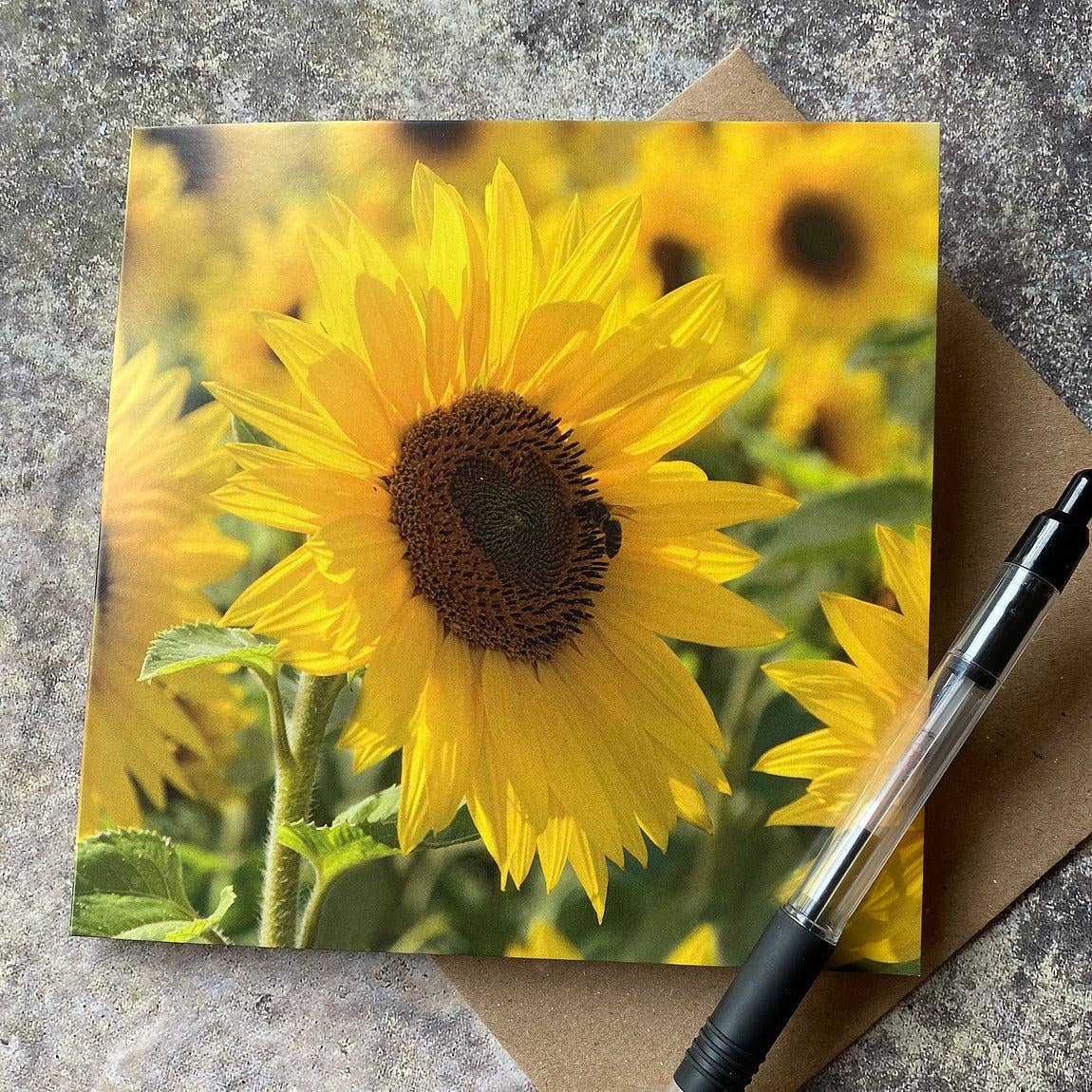 Alex Sharp – wholesale Vardagliga hälsningskort – Solros hälsningskort1