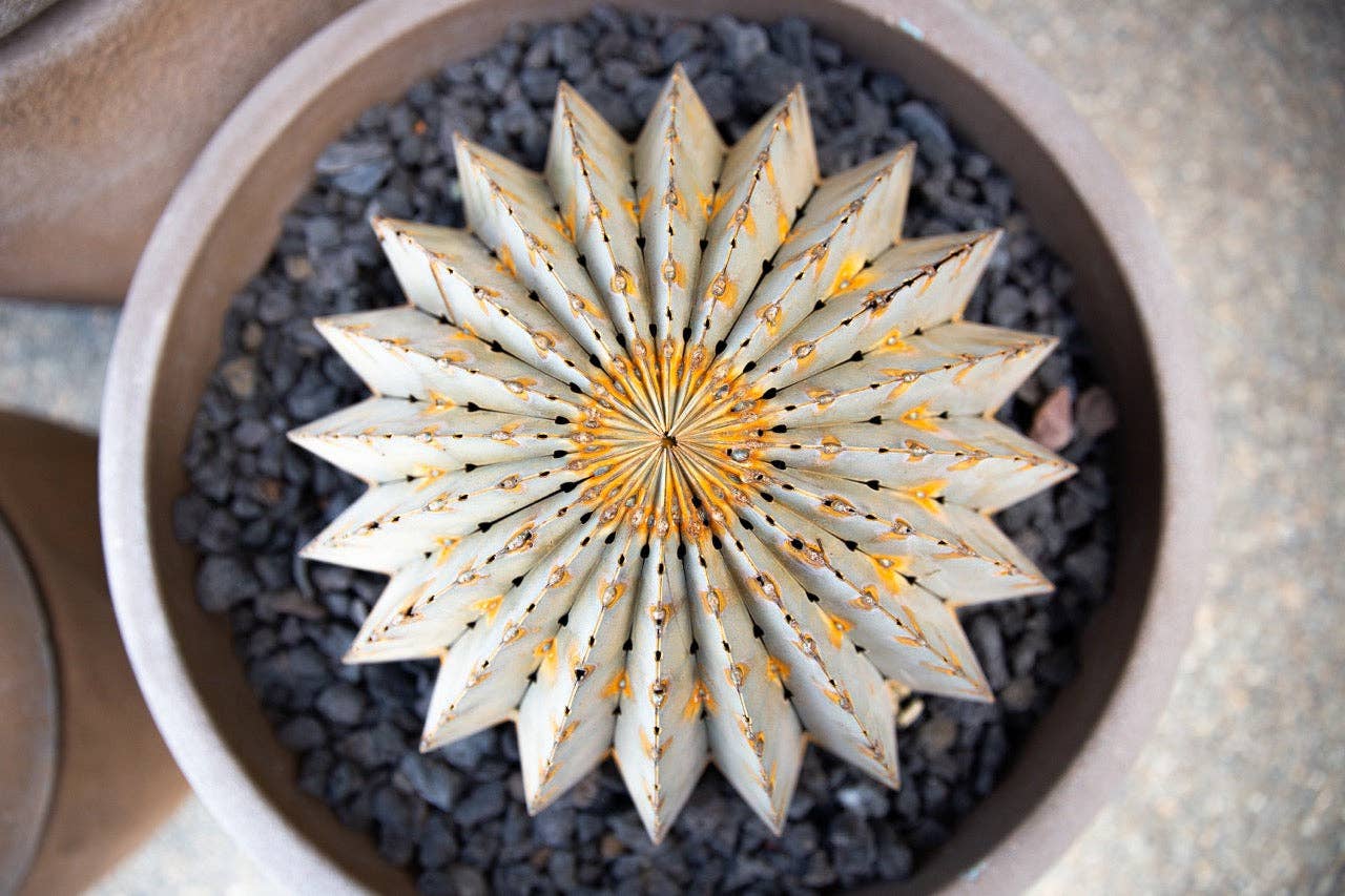 Desert Steel - Vente Plantes artificielles - Fût doré5