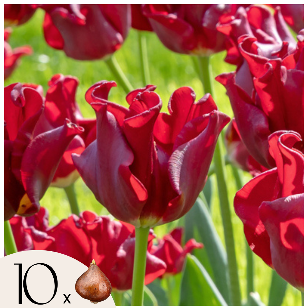 Oasis of Life - Vendita all'ingrosso Piante vive - Bulbi di tulipano 10 pezzi – Tulipa Red Dress – Eleganti tulipani rossi da giardino – Bulbi da fiore per aiuole e vasi – Resistenti al freddo e perenni – Fioritura aprile–maggio – Tulipani premium olandesi0