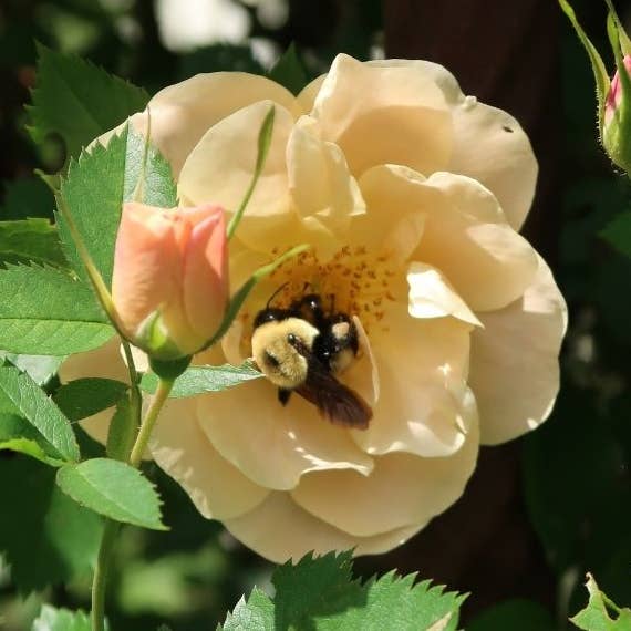 Rose Petals Hanging Reed Diffuser for wholesale by Made by Charlee