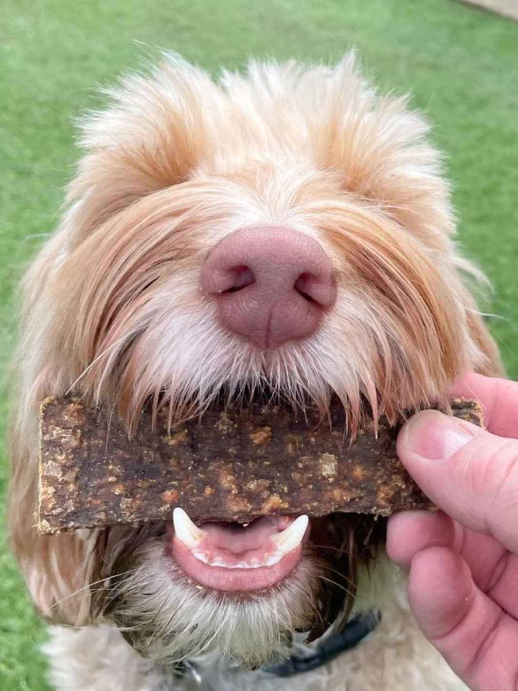 Truffe Délice – wholesale Godis - Hund – Skivor av vildsvin för hundar och katter3