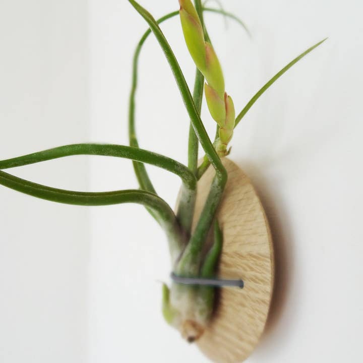 Etairnity - Venta al por mayor Plantas naturales - Tillandsia Caput-Medusa