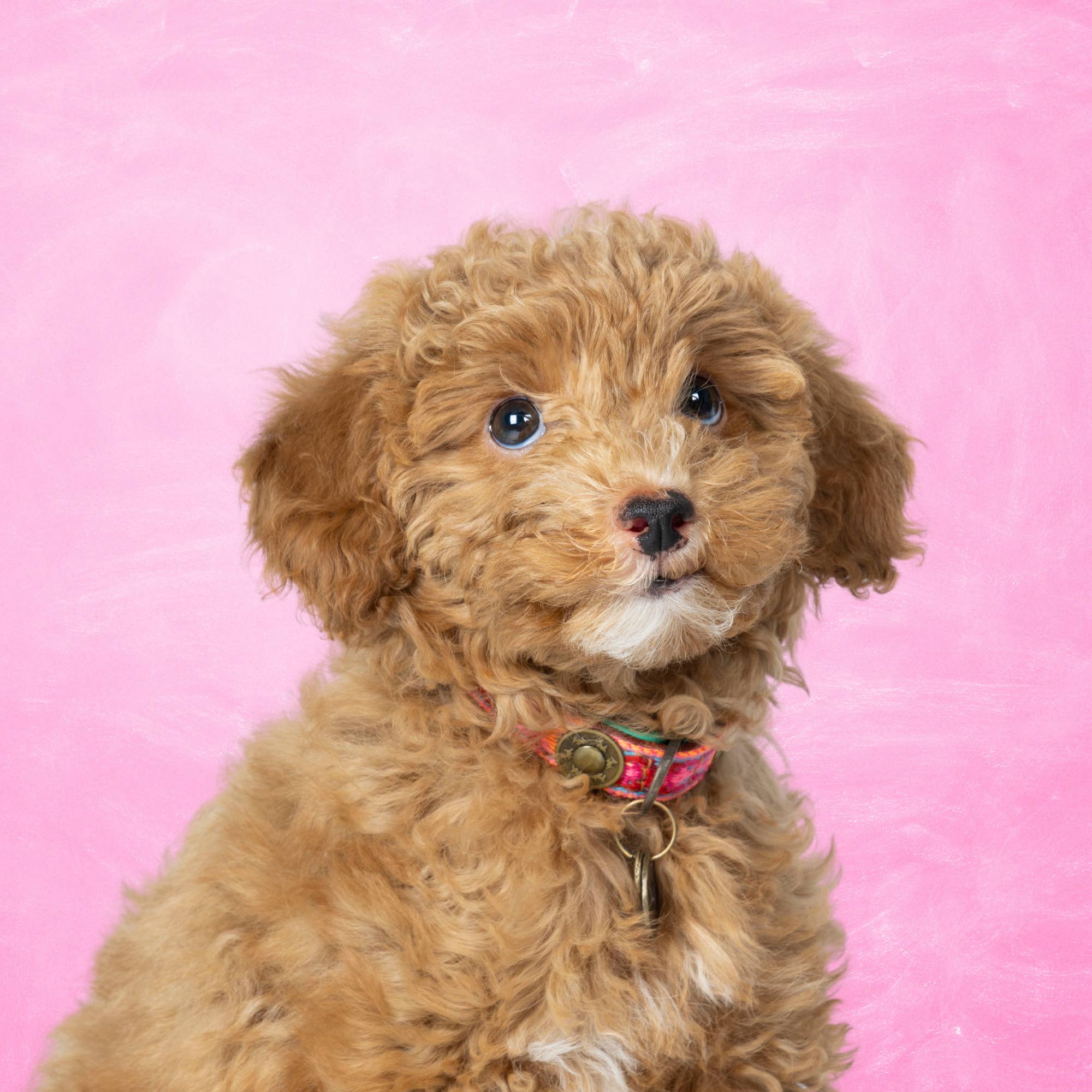 Dog with a Mission - Wholesale Pet Collar - Dog - Boho Rosa Collar