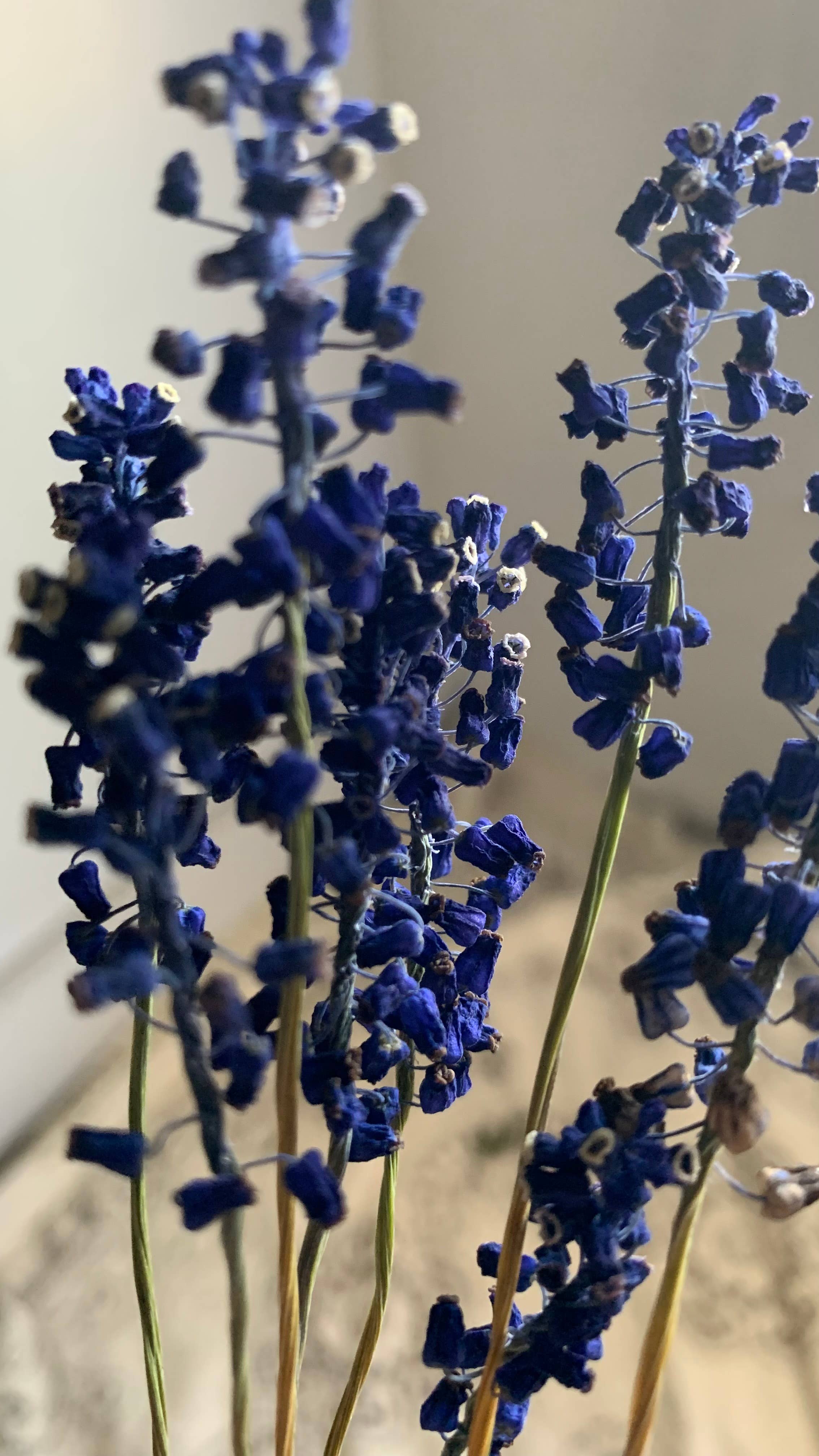 Twig and Snip - Wholesale Dried/Pressed Flowers - Dried Blue Grape Hyacinth Flowers - Natural Cool Tones3