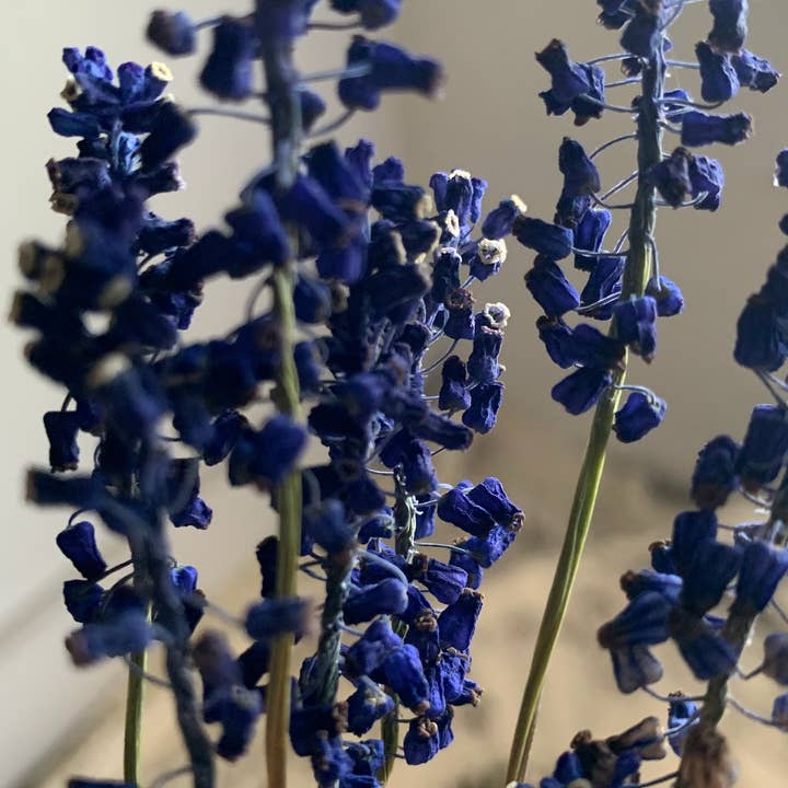 Twig and Snip - Wholesale Dried/Pressed Flowers - Dried Blue Grape Hyacinth Flowers - Natural Cool Tones3