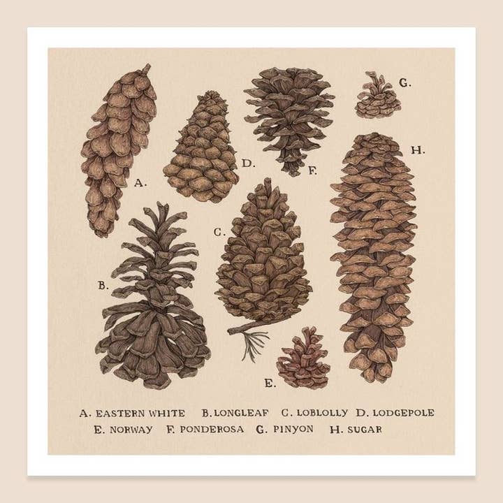 10” x 10” Pinecones Print for wholesale by Jessica Roux Illustration