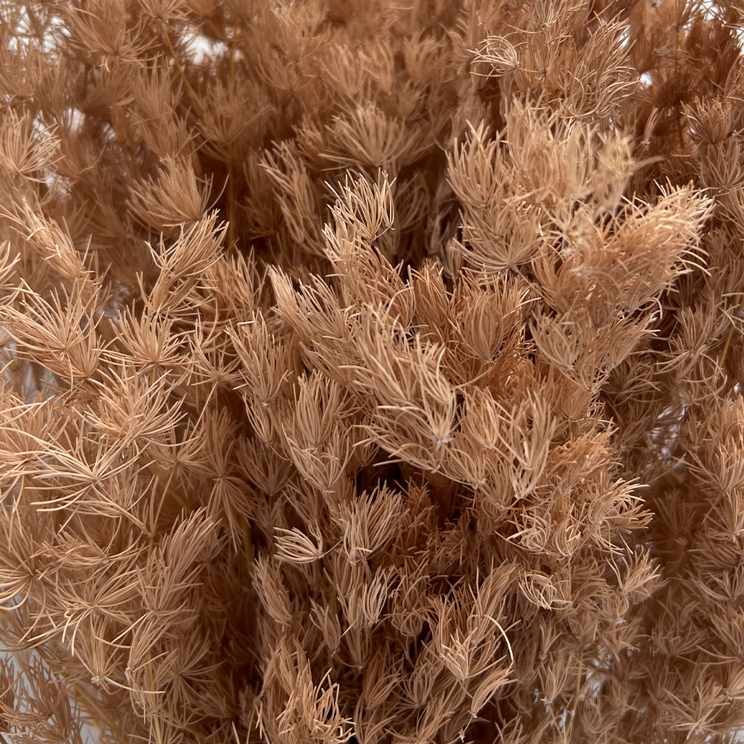 2626 Designs - Venta al por mayor Flores secas/prensadas - Helecho Espárrago Preservado, de 30 a 50 cm de largo9