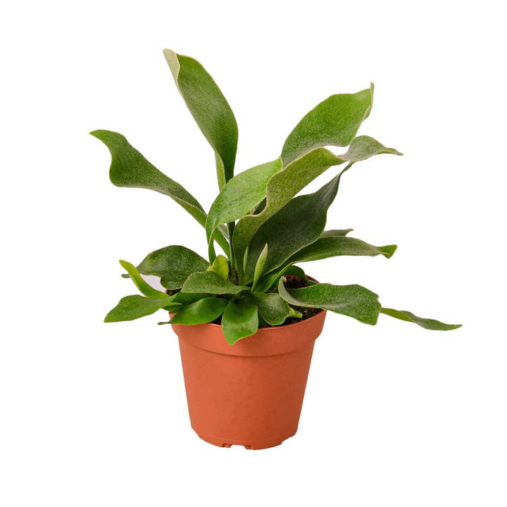 House Plant Wholesale WEST - Wholesale Live Plant - Staghorn Fern