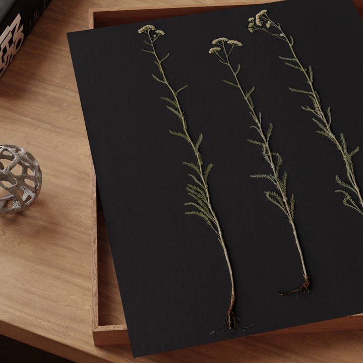 Hope Steinle Pressed Flower Art - Wholesale Art Print - Root Series No. 14