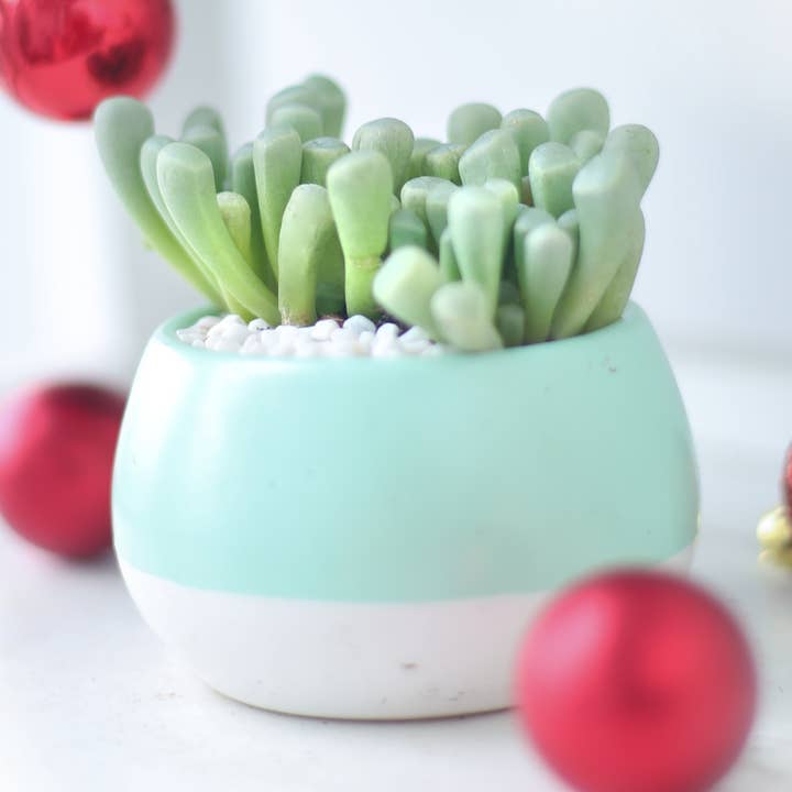 Baby Toes Fenestrar - Live Succulents Plant 2/4 inch Pot for wholesale by Best Plant Friend