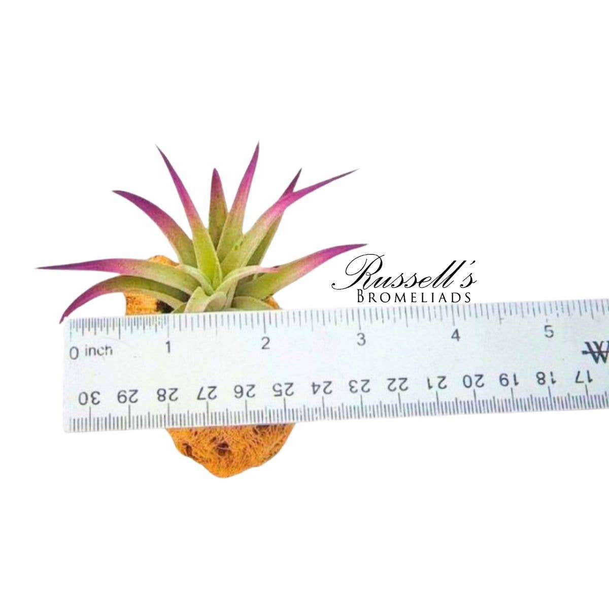 Russell's Bromeliads - Wholesale Live Plant - Plagiotropica, 2-3"3