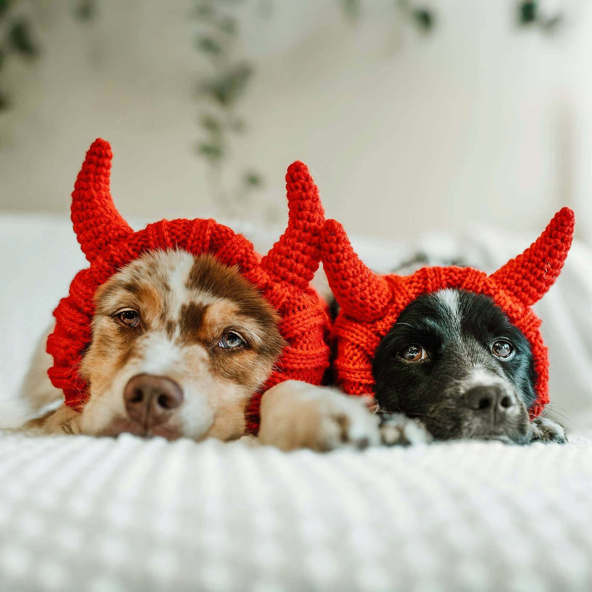 Zoo Snoods - Vente Tour de cou – chien - Snood de chien démon7