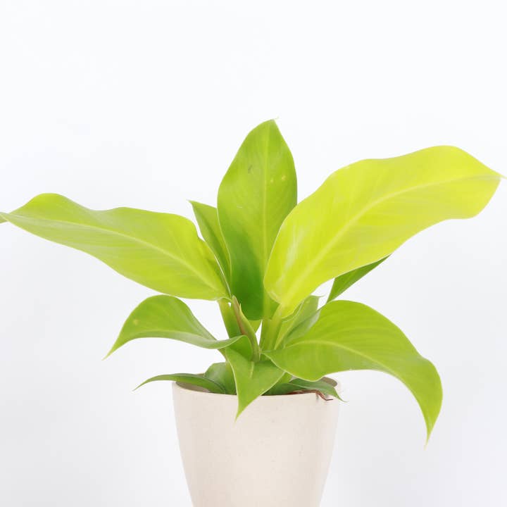 Thorsen's Greenhouse - Wholesale Live Plant - Moonlight Philodendron -  Live Plant5