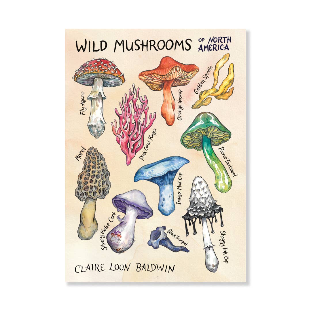 Wild Mushrooms of North America Sticker Sheet for wholesale by Claire Loon Baldwin Illustration