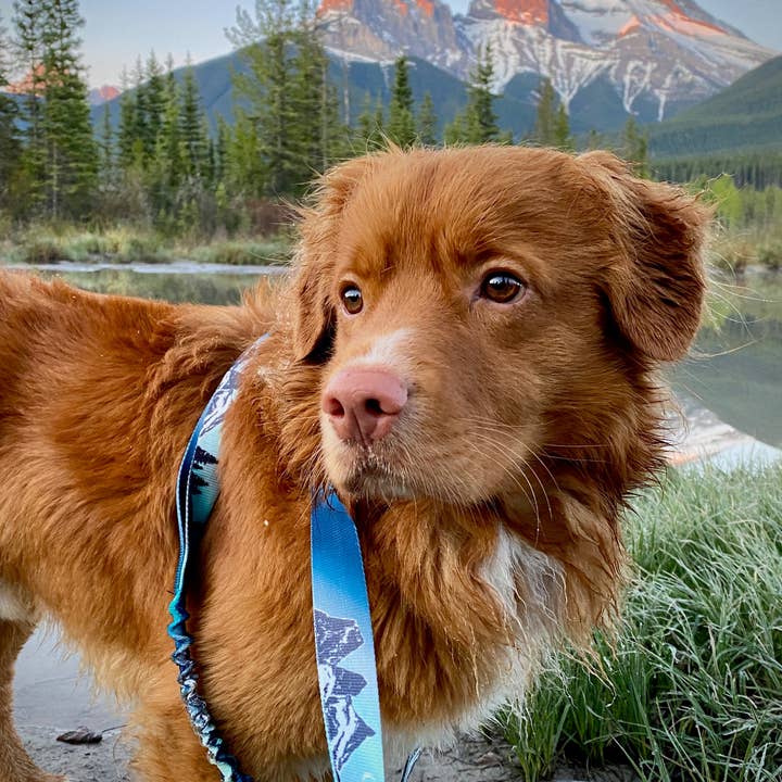 Rocky Mountain Dog - Wholesale Pet Leash - Dog - Canmore All-Mountain Dog Leash