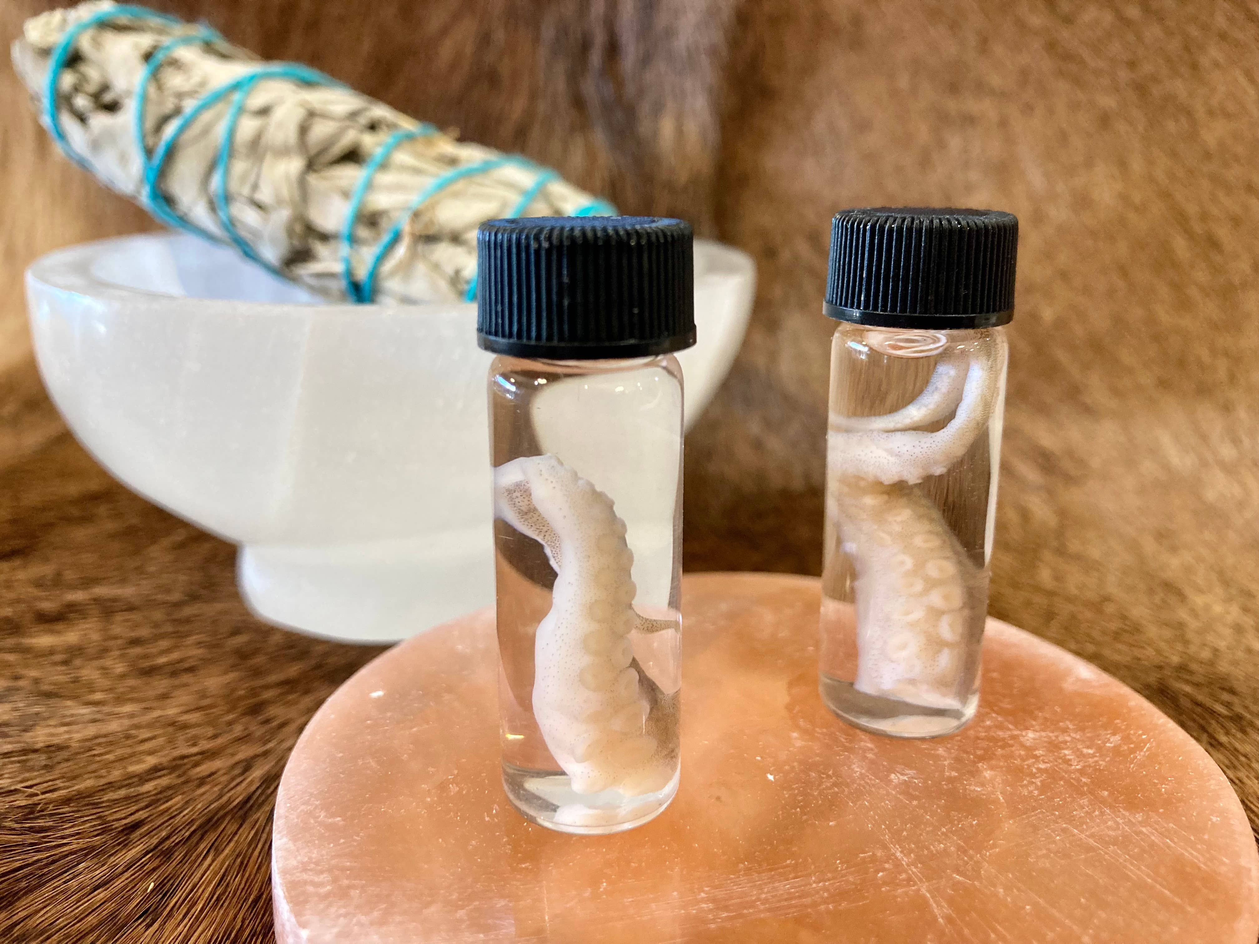 Mz. Jones’ Curio, Inc. - Wholesale Decorative Tabletop Object - Octopus Tentacle Vial2