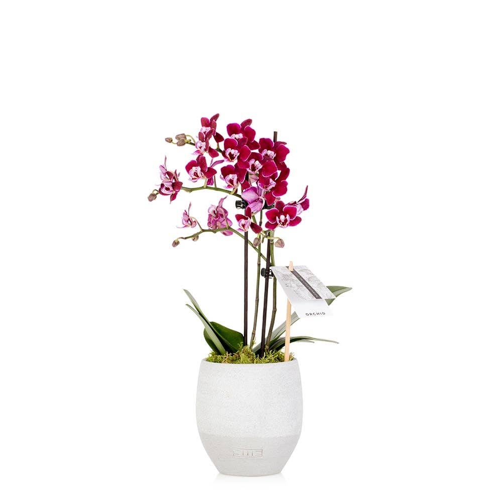 The Little Botanical – wholesale Live plant – Living Orchid moss in a concrete ceramic planter0