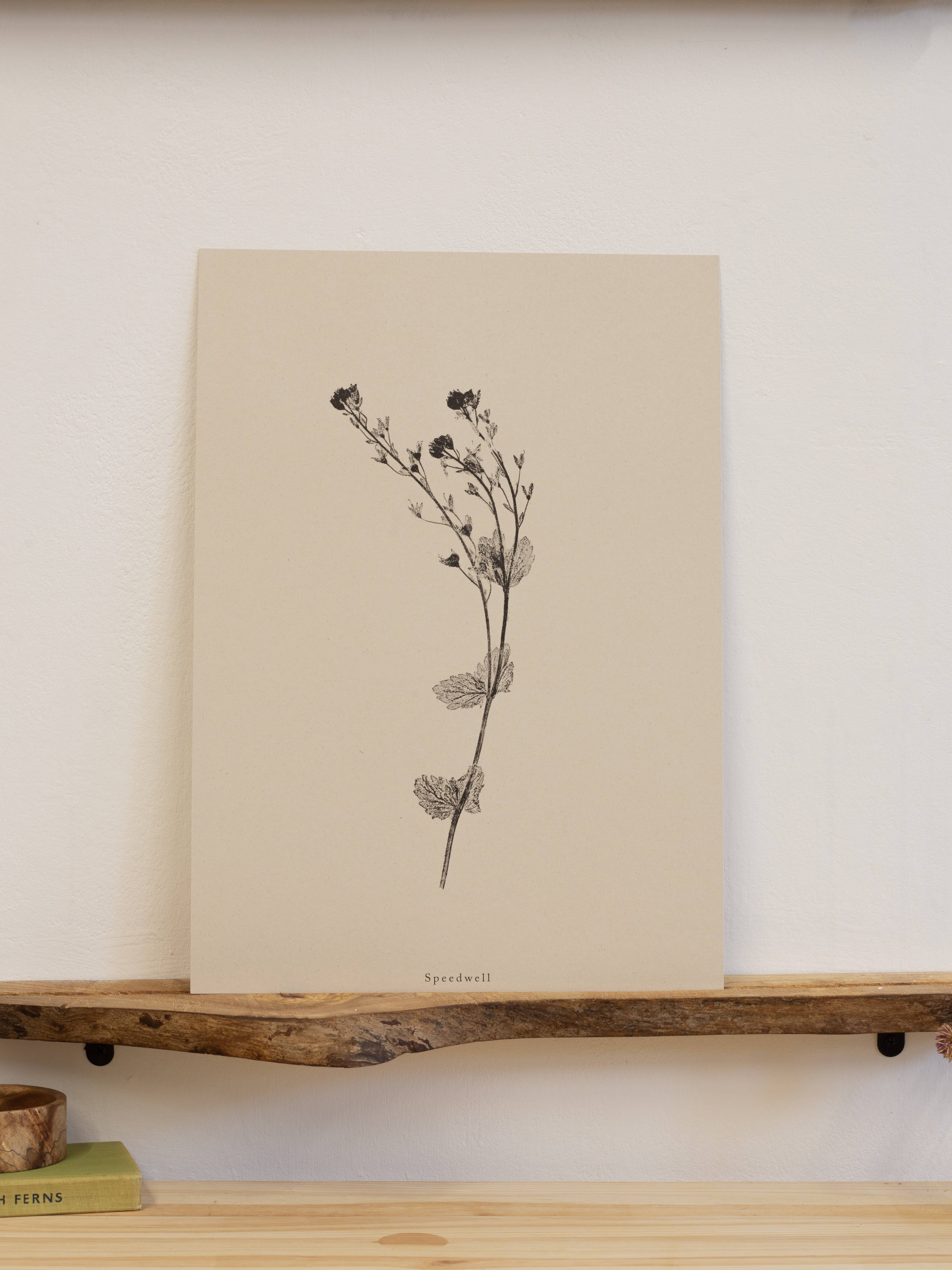 Alicia Breakspear – wholesale Art print – Botanical Art Print A5 A4 A3 Speedwell Flower Print 2