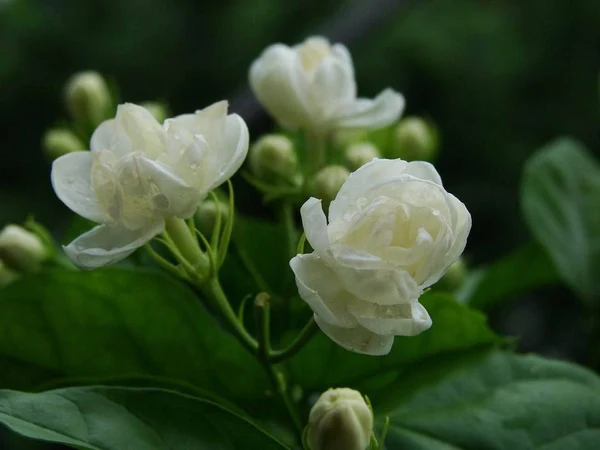 Monoi Tiare Tahiti - Wholesale Bath/Body Oil - Monoi Pitate coconut oil1