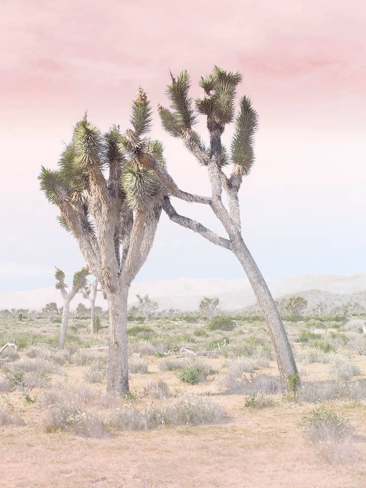 Joshua Tree No. 21 por atacado de Wilder California