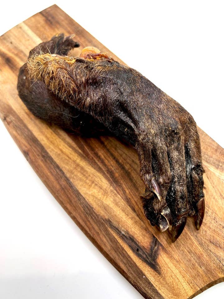 Pied de castor pour la vente par What the raw