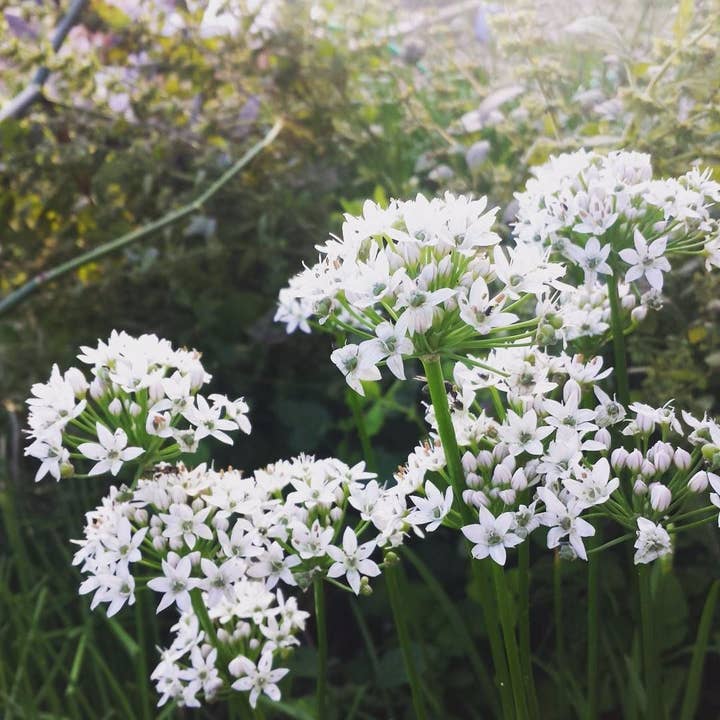 New Leaf Nurseries – wholesale Plant seeds – Mixed Seed Bundle - 1000 Packets of Seeds9