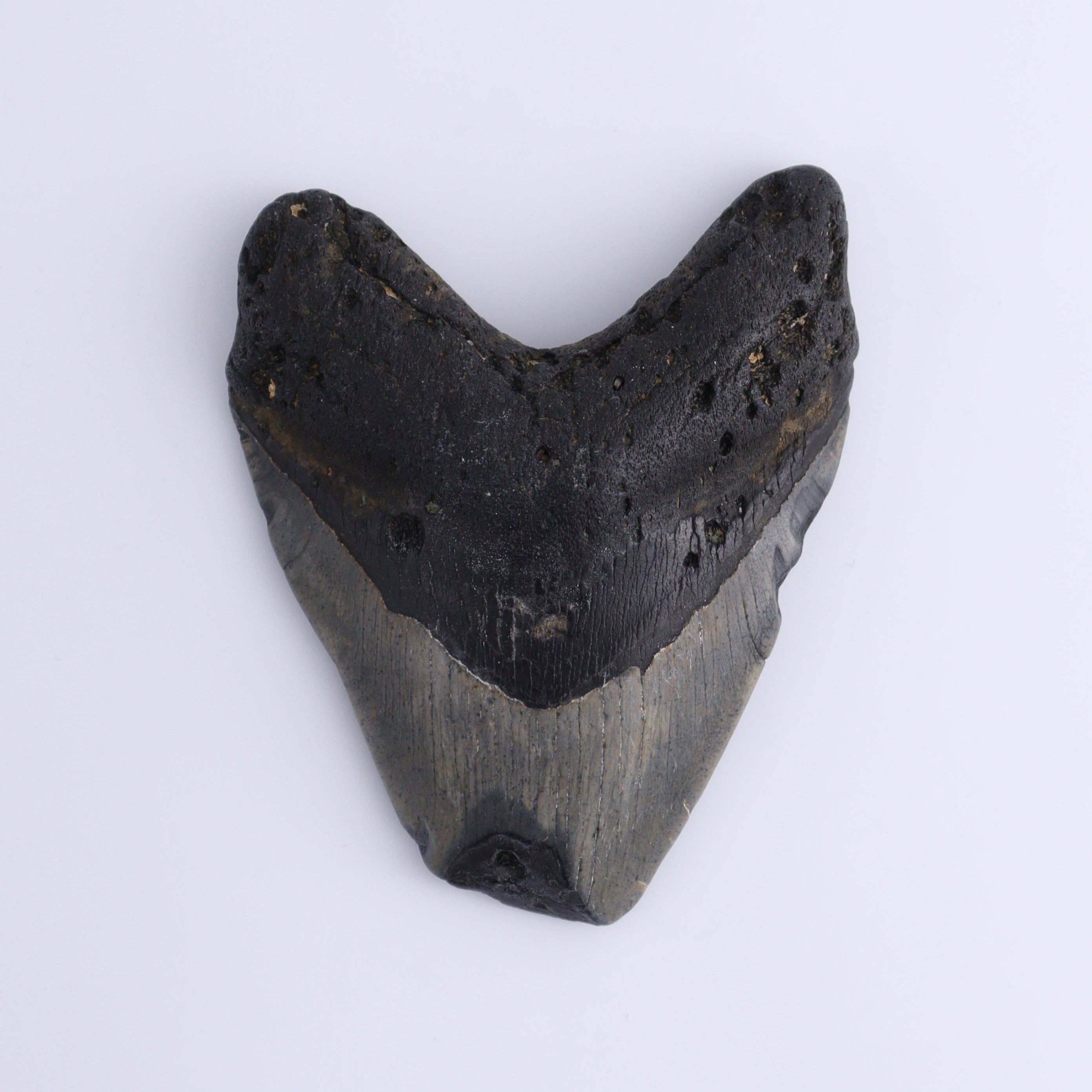 Mi Esperanza Minerals – wholesale Decorative tabletop object – Megalodon Teeth Set of 31