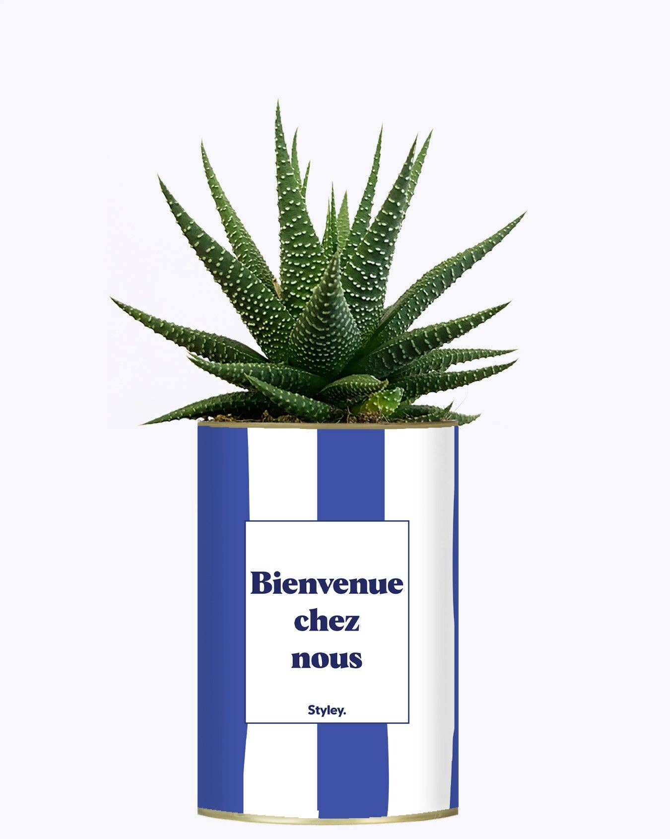 Styley - Wholesale Succulent - Bienvenue Chez Nous - Cactus2