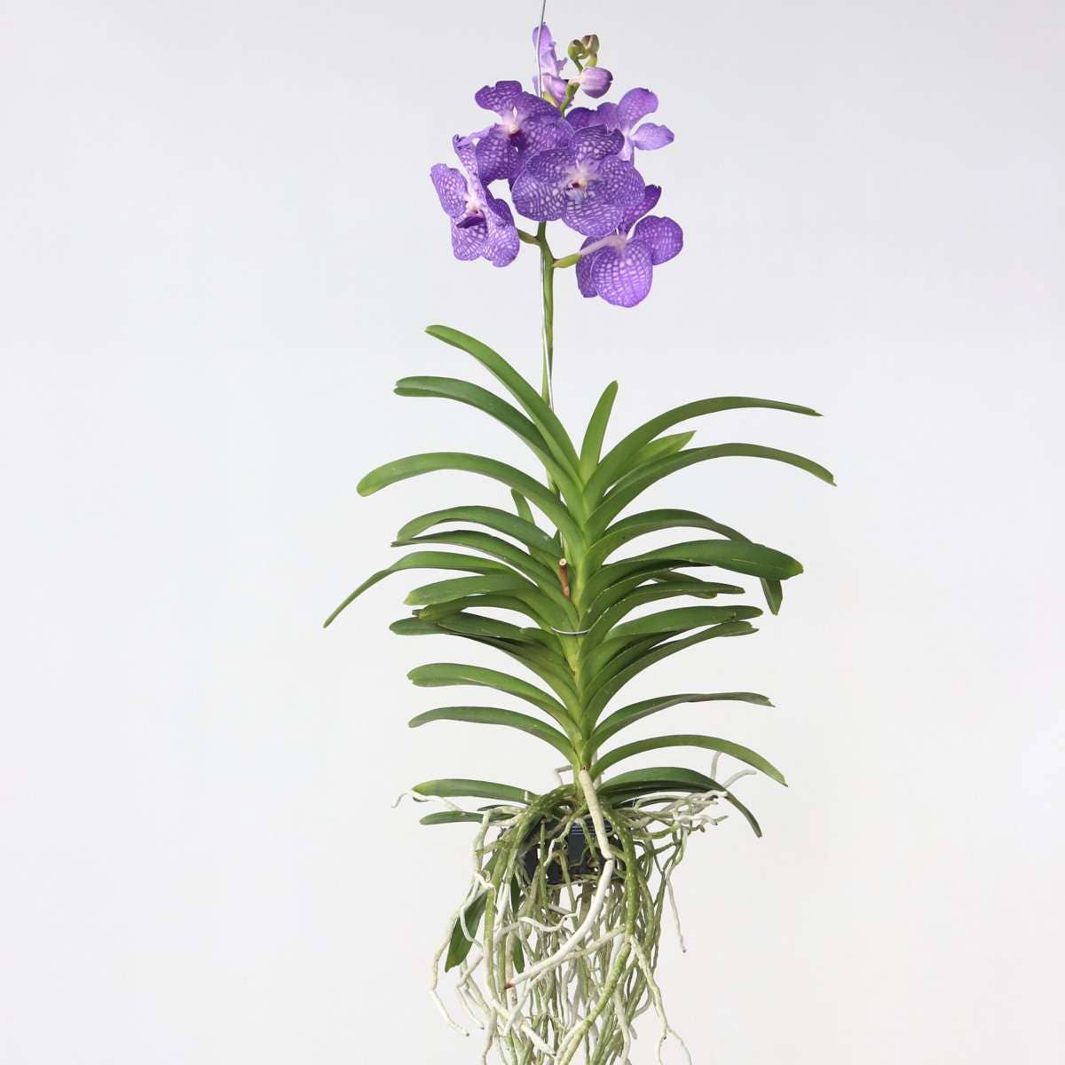 Oasis of Life - Wholesale Live Plant - Vanda Orchid – Vanda 'Magic Royal Blue' – Height 90cm – Exclusive orchid with bright blue flowers – Tropical indoor plant without soil – Easy care & reblooming0