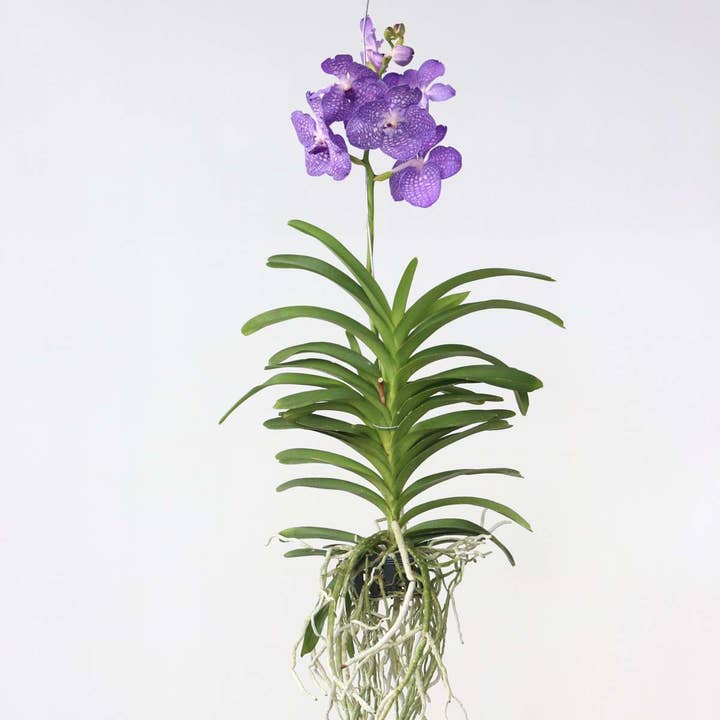 Oasis of Life - Wholesale Live Plant - Vanda Orchid – Vanda 'Magic Royal Blue' – Height 90cm – Exclusive orchid with bright blue flowers – Tropical indoor plant without soil – Easy care & reblooming