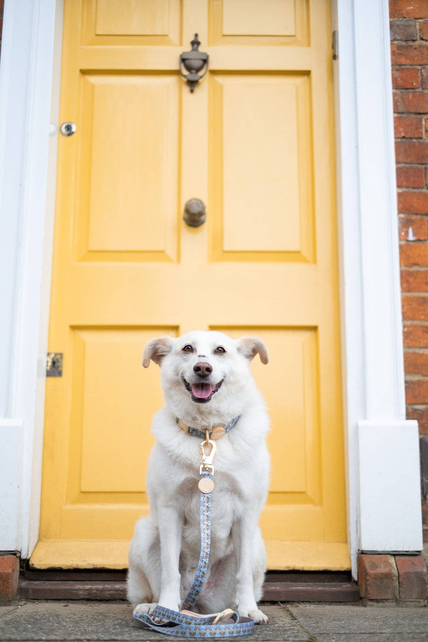 Pawsome Paws - Wholesale Pet Leash - Dog - Disney© Lead - Lion Friends10