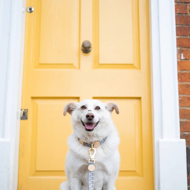 Pawsome Paws - Vendita all'ingrosso Guinzaglio - Cani - Disney© Lead - Gli amici dei leoni10