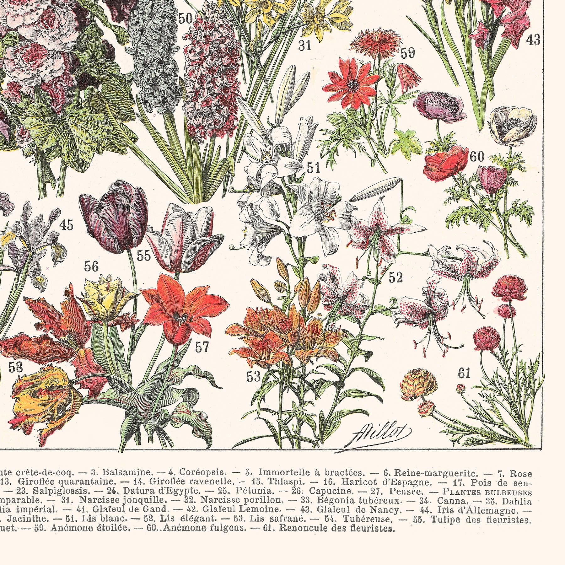 Aster Edition - Wholesale Poster - Poster: Flowers I4