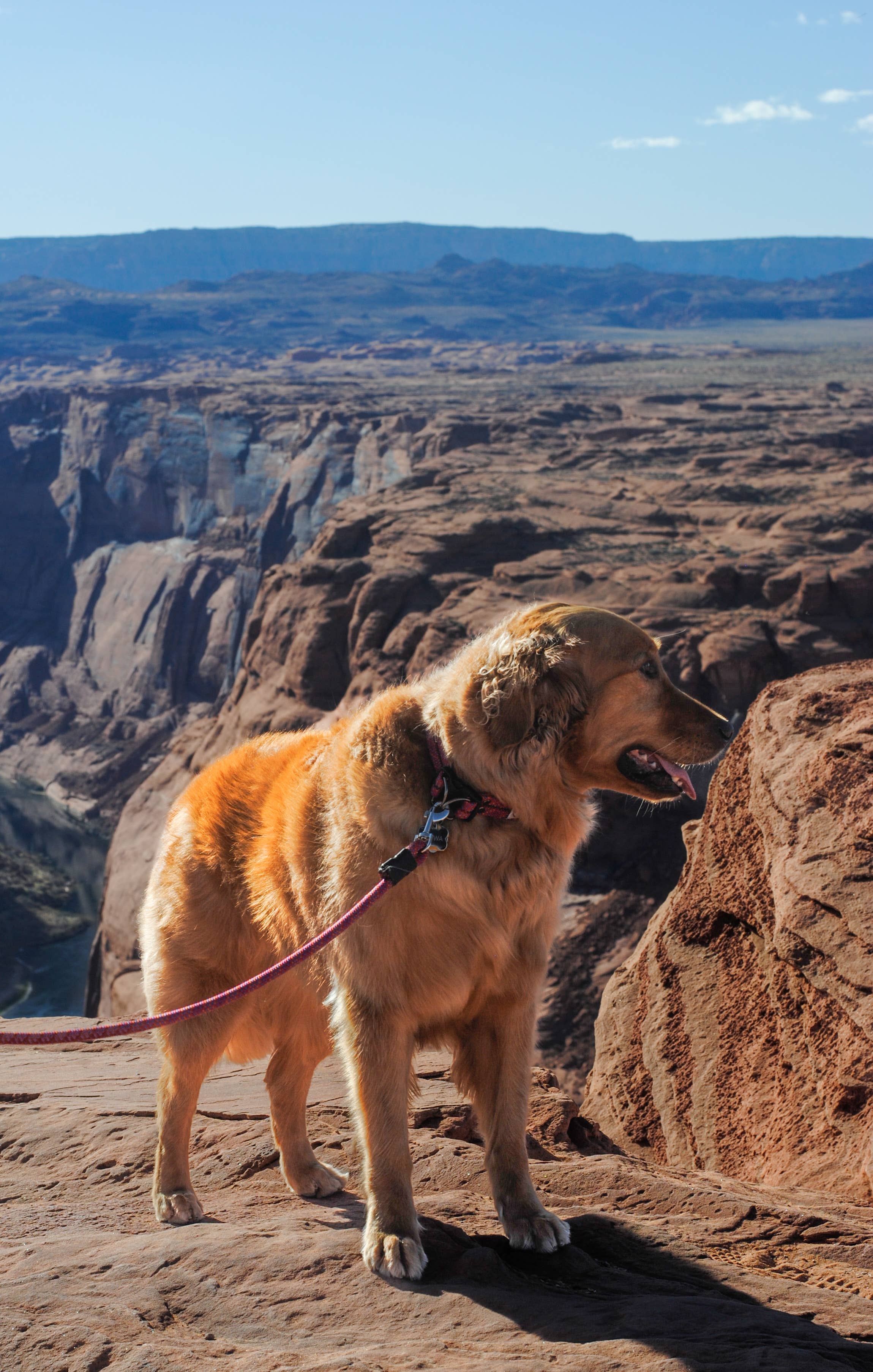 Fitz Outfitters - Wholesale Pet Leash - Dog - Dog leash made from retired climbing rope