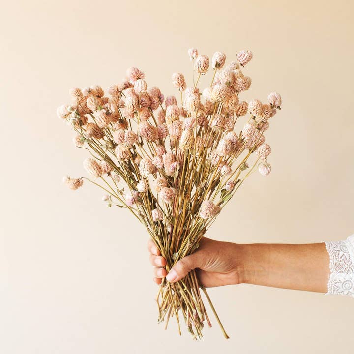 Idlewild Floral Co. - Wholesale Dried/Pressed Flowers - Dried Blush Globe Amaranth