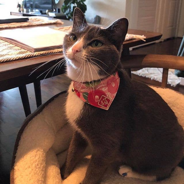 MOON-X USA, INC. - Wholesale Pet Collar - Cat - Kimono Cat Bandana Collar (Pink)