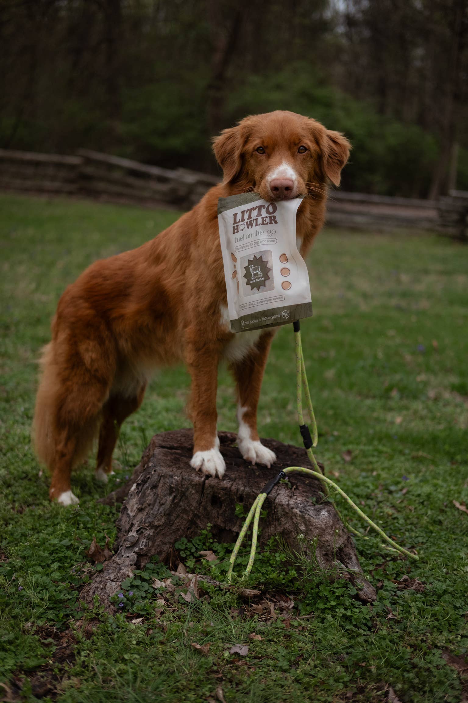 Litto Howler - Wholesale Hondenkoekjes - Hond - Lamsluchtpijp | 6 stuks - 8~10 inch2