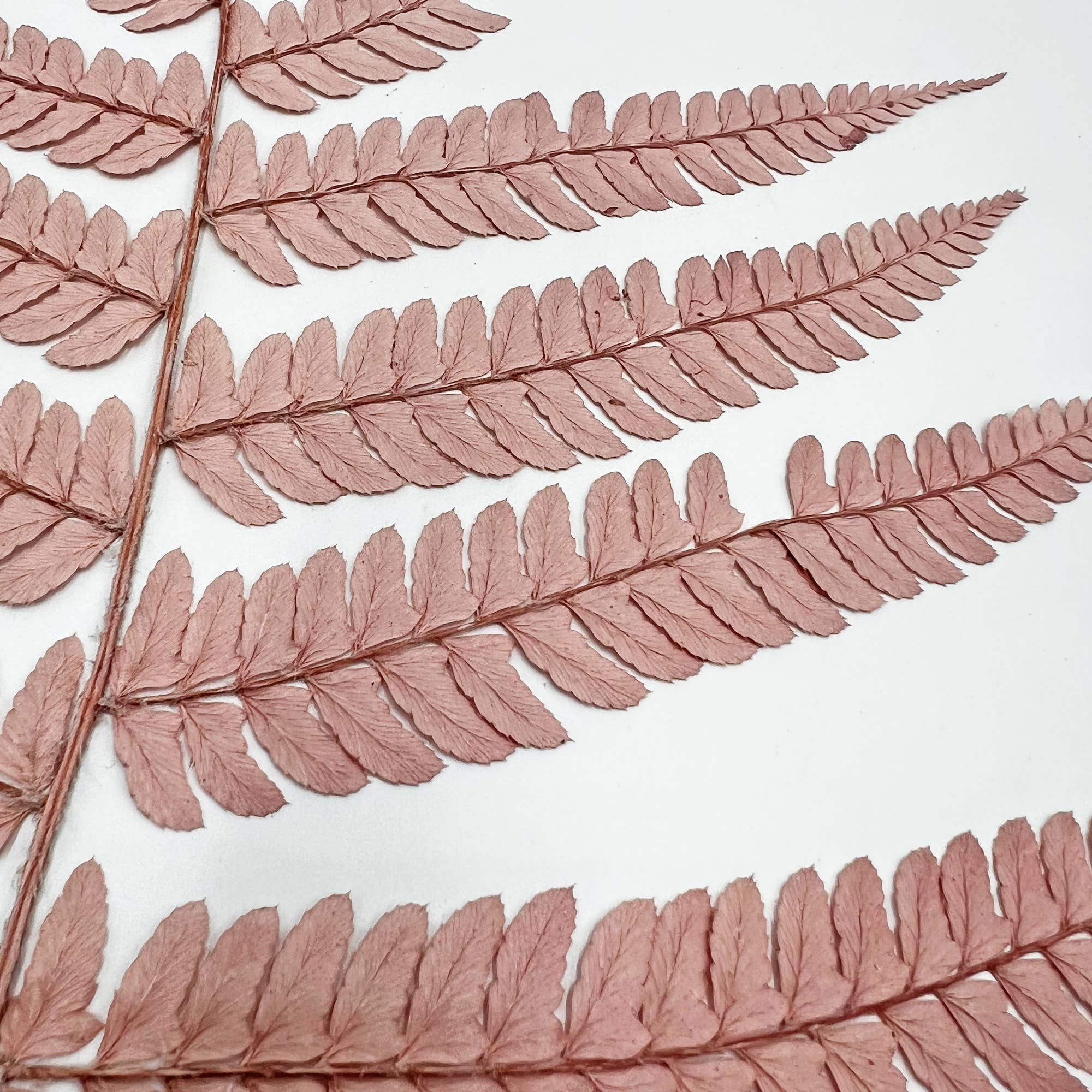 2626 Designs - Wholesale Dried/Pressed Flowers - Dried Preserved Fern 14"8