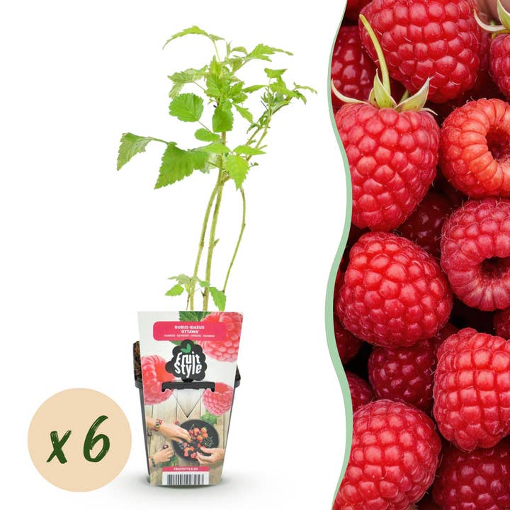 Hallon Rubus idaeus Ottawa vinterhärdig 6 växter Ø9cm Höjd 30cm – Röda hallon för trädgård, rabatt, balkong & terrass – Söta frukter för wholesale av Oasis of Life