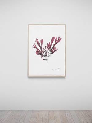 Slapton Sands Hand Pressed Seaweed Print, Dulse for wholesale by The Seaweed Studio