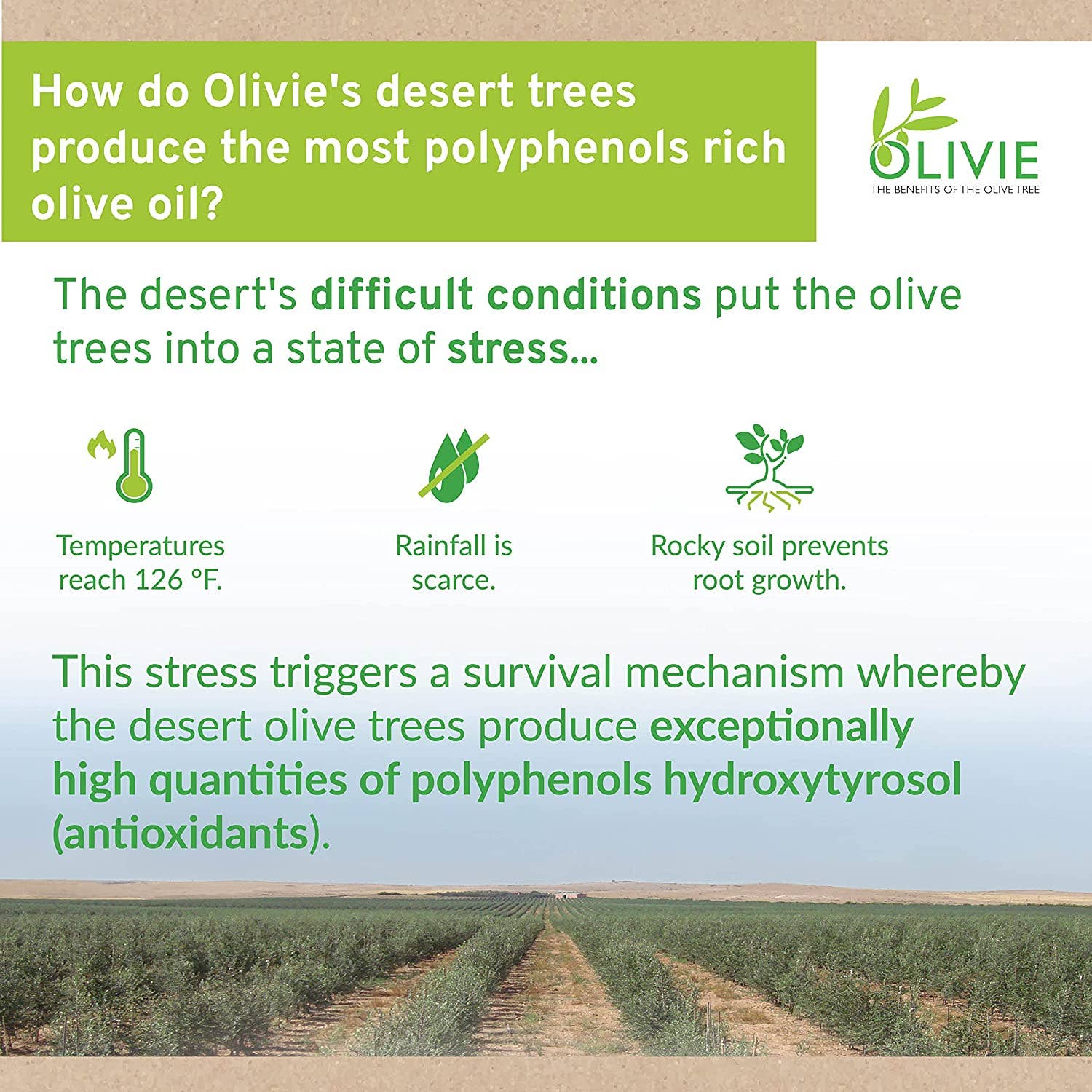 ATLAS OLIVE OILS - Wholesale Oral Supplement/Vitamin - OLIVIE POWERUP Pearls | Antioxidant Immune System Booster7