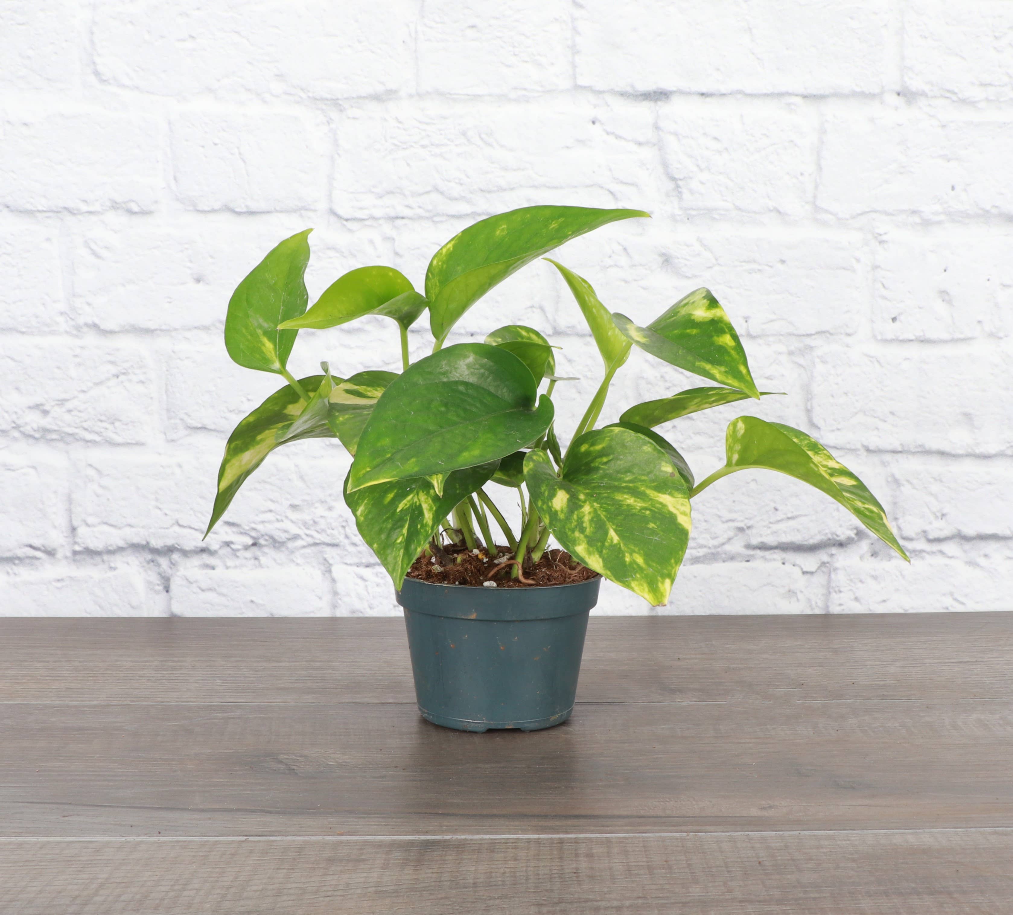 Thorsen's Greenhouse - Wholesale Live Plant - Golden Pothos Plant - Live Plant0