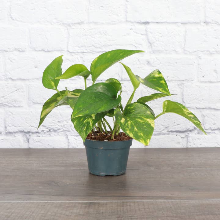 Thorsen's Greenhouse - Wholesale Live Plant - Golden Pothos Plant - Live Plant