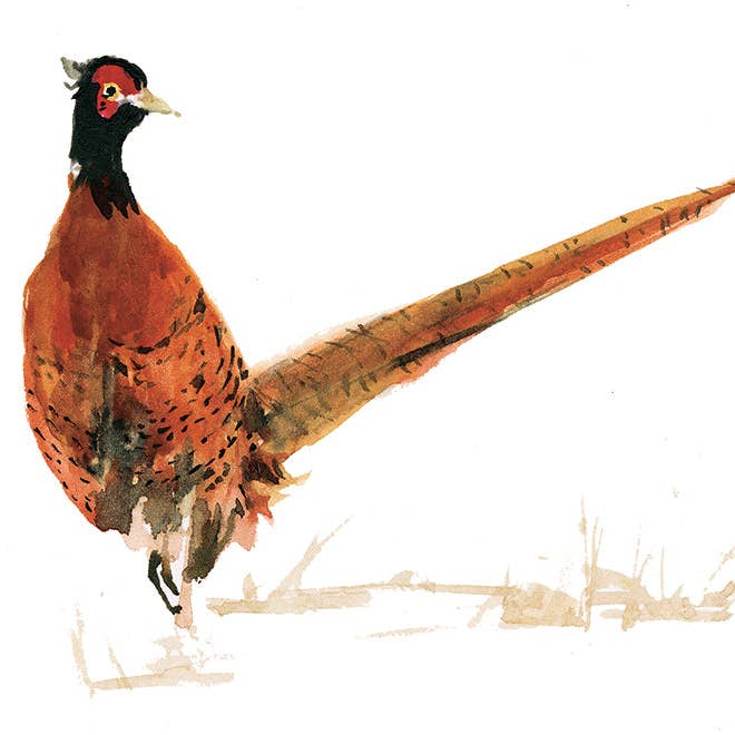 Ping He Art - Wholesale Postcard - Pheasant postcard