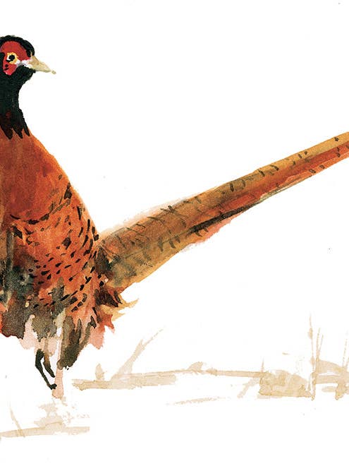 Pheasant postcard for wholesale by Ping He Art
